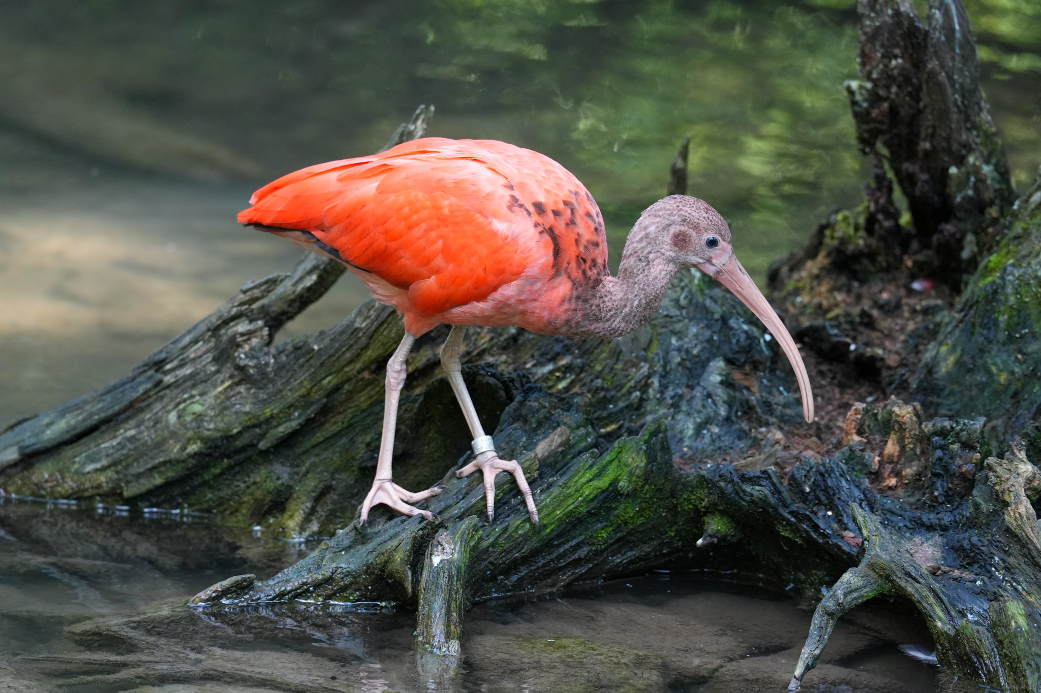 Mit der Sony Alpha 7Cii und Sony Objektiv 200-600mm im Tierpark Hellabrunn